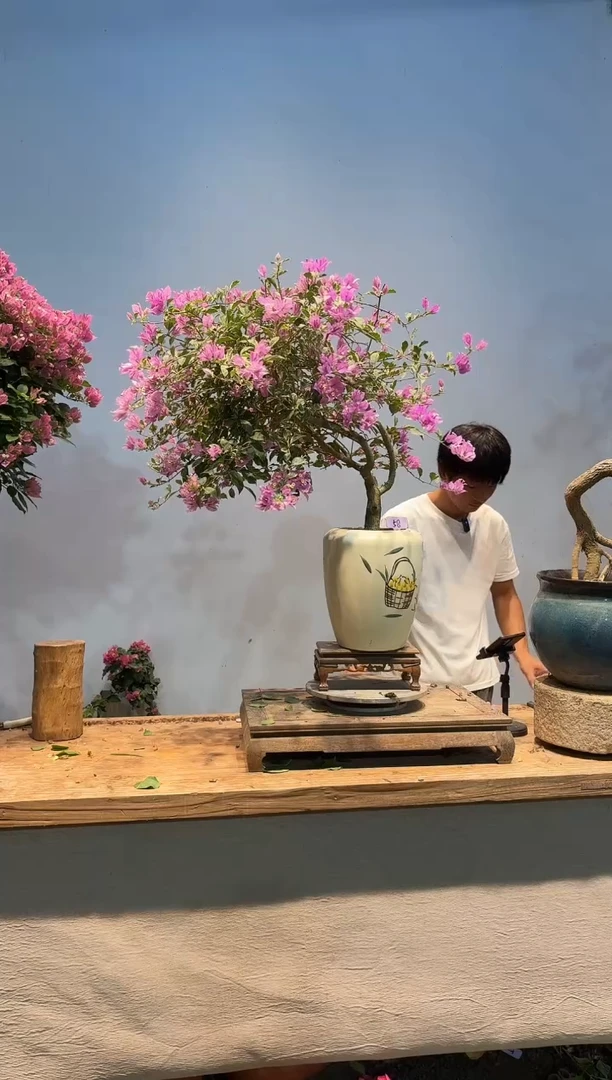 全部花朵理****朵三角梅58
