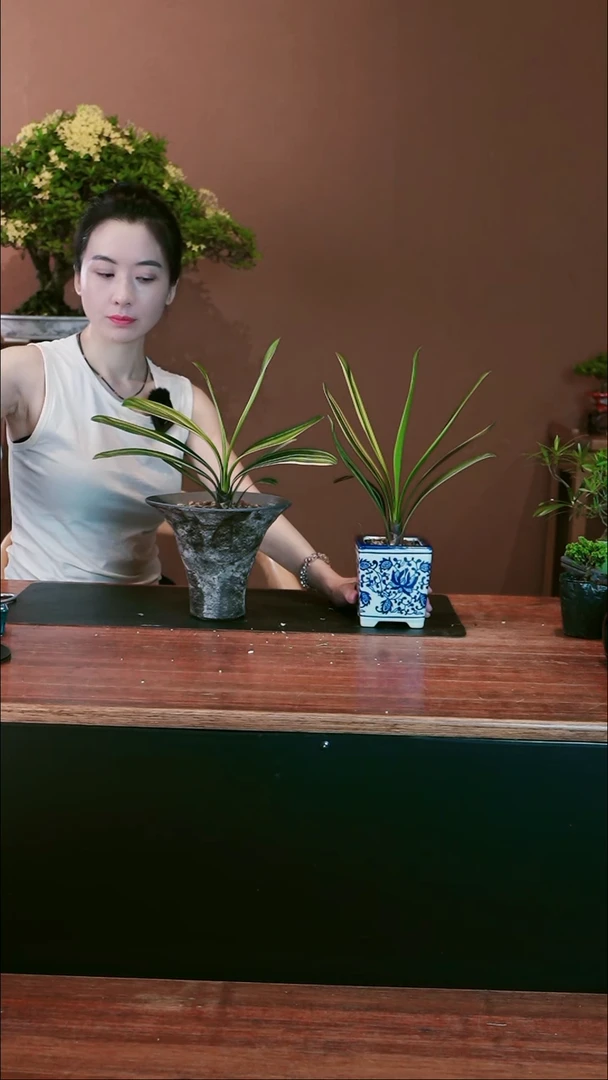 无花朵李****。君子兰盆景盆景盆景