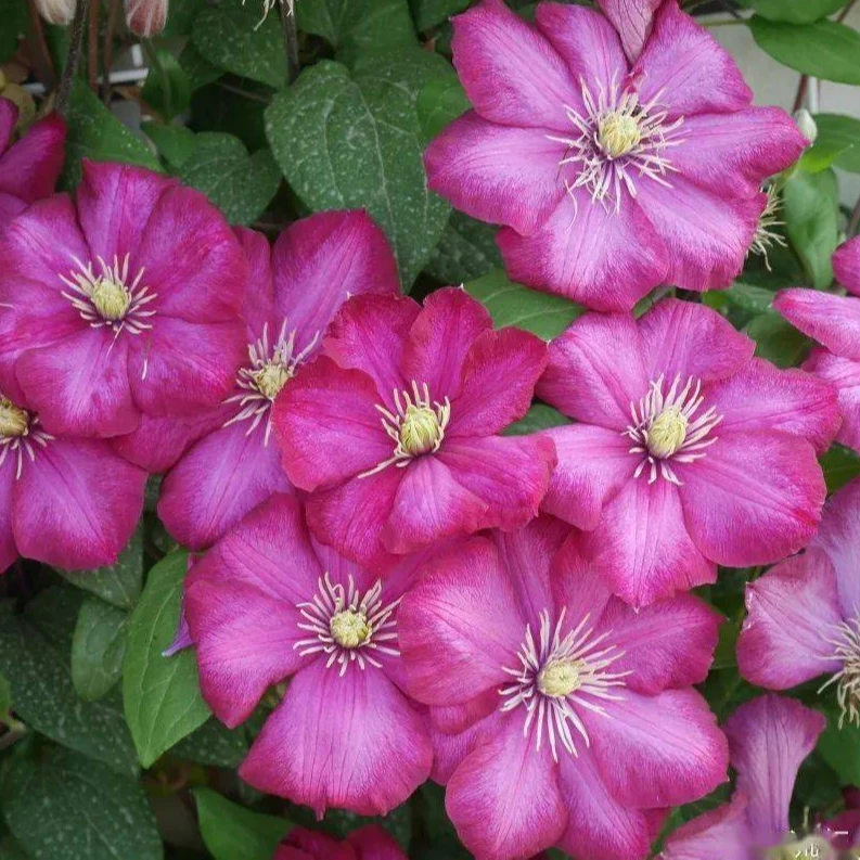 铁线莲（里昂）庭院爬藤植物耐寒耐热盆栽地栽阳台多季节开花