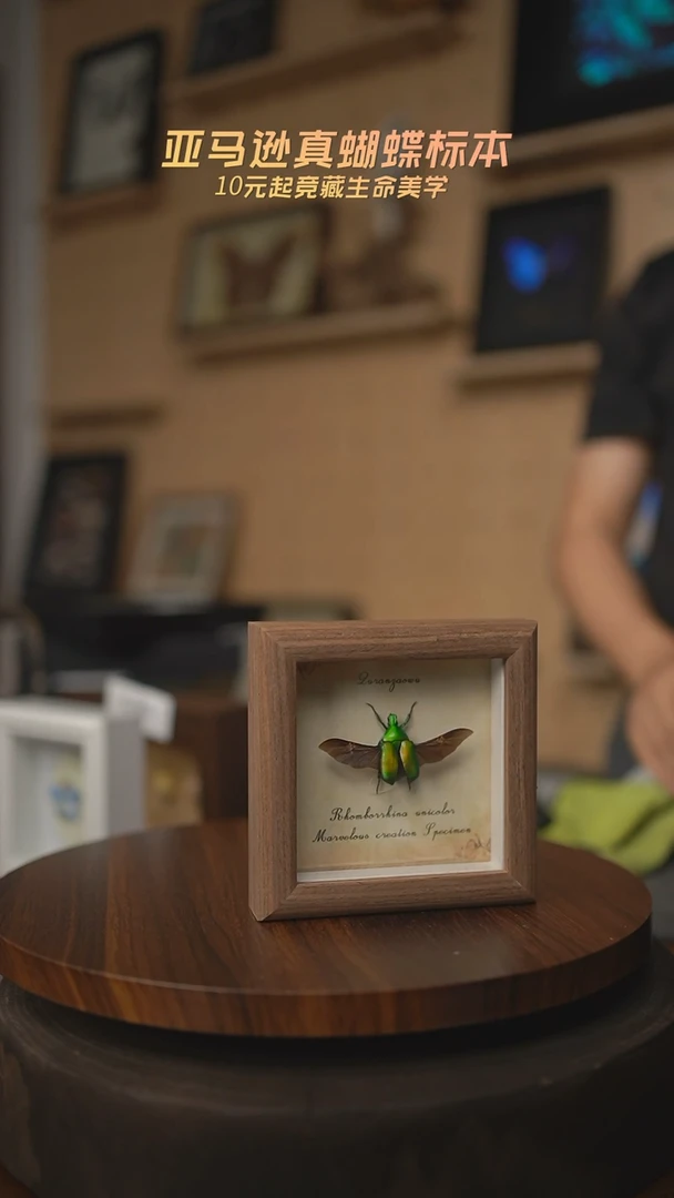 有机玻璃展翅花金龟