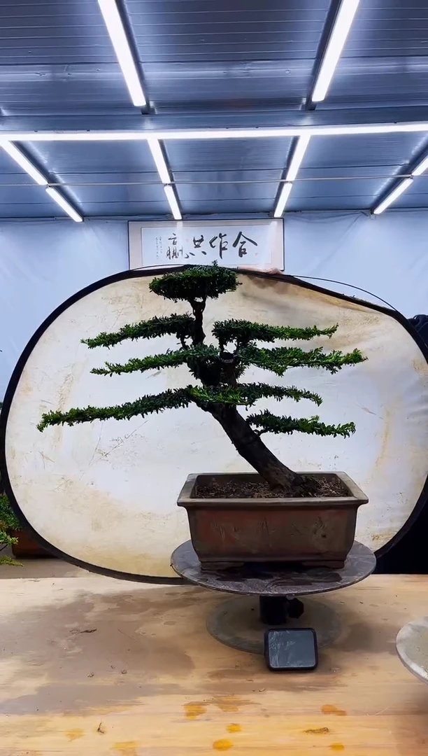 无花朵一物一拍，所见即所得