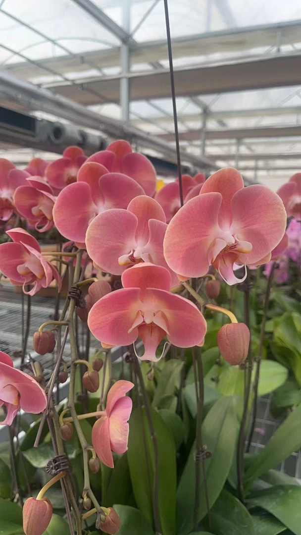大鲑鱼【3.0寸杯】高档蝴蝶兰鲜花盆栽