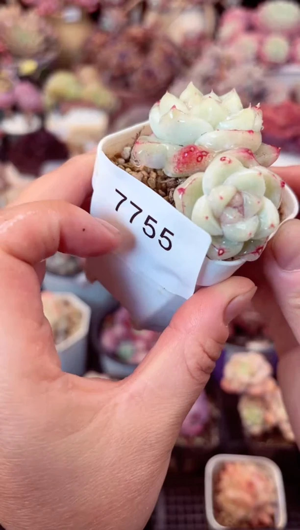 【闪购商品】7755双头白泽多肉