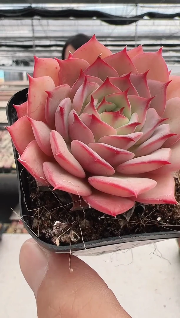 【闪购商品】新款多肉-118