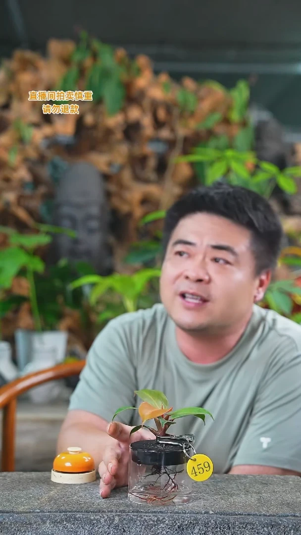 当前无花栽培后可以开花玫瑰蔓绿绒459T