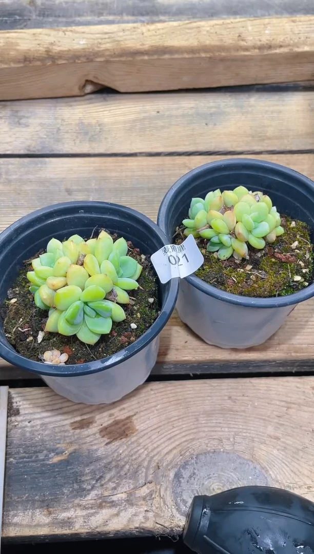 021黄奶茶带盆土       量拍随机发2颗