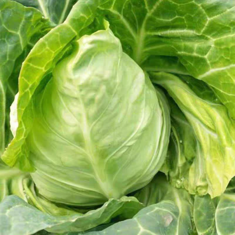 贵州老品种牛心包菜