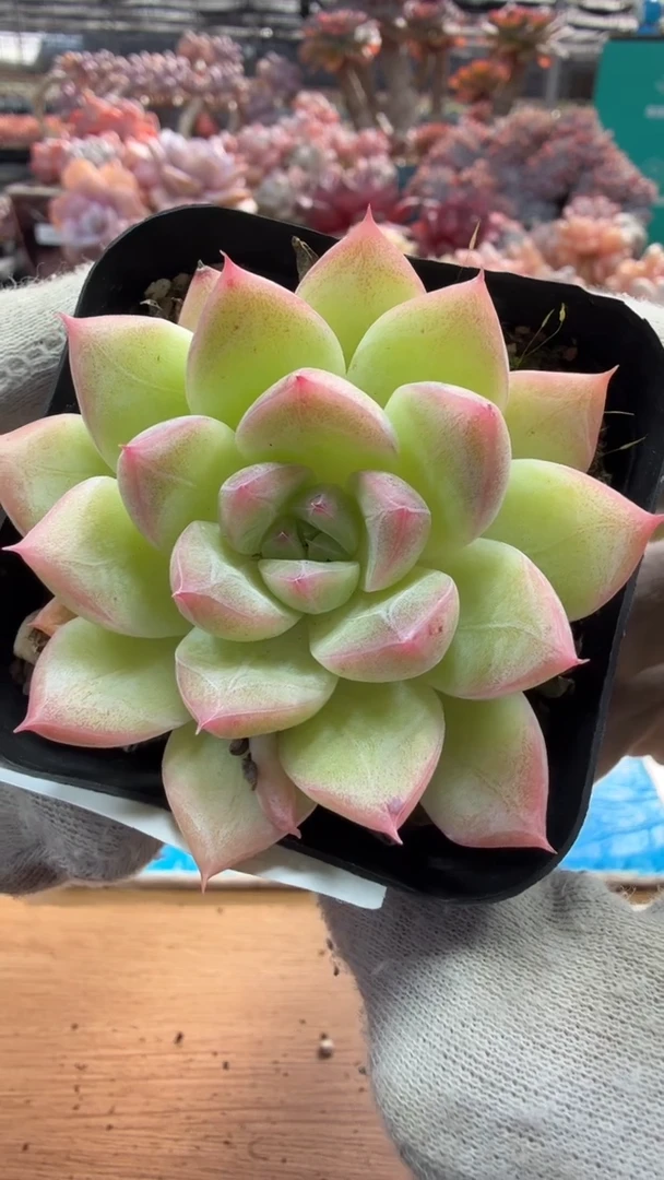 东云多肉园三店-68