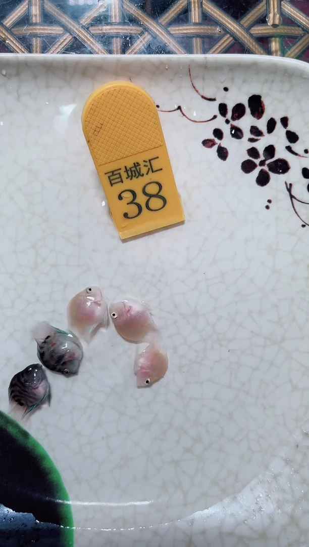 鹦鹉鱼胭脂摩卡苗子5条