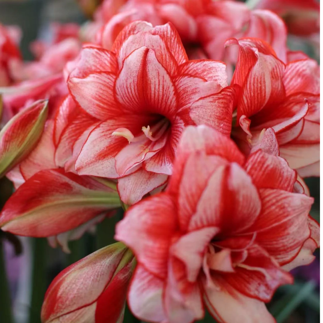 鬼魅种球 进口朱顶红南非球适合室内阳台庭院植物