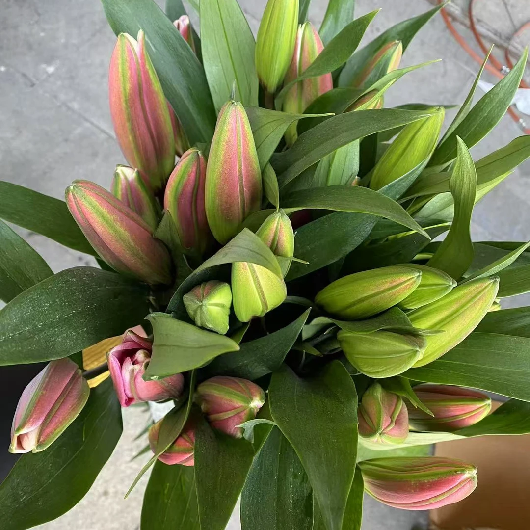 【鸿运当头】红百合3-4枝【共9个花苞】鲜花家居花.瓶插花