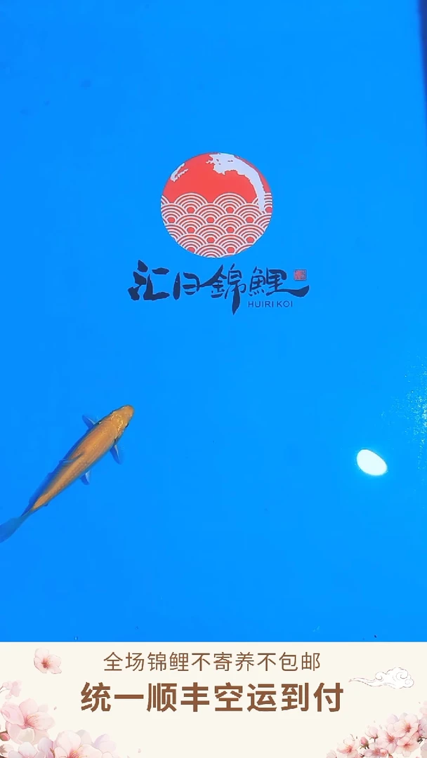 锦鲤丸博单色鲤--004 （顺丰空运到付）