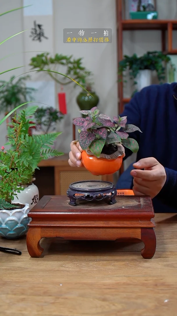 完全开放啵***啦嫣红蔓027