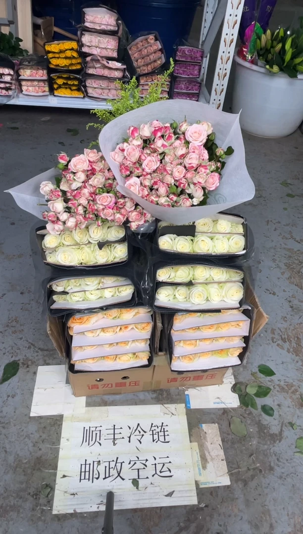 香槟20枝+白雪山20枝+折射10枝+黄莺