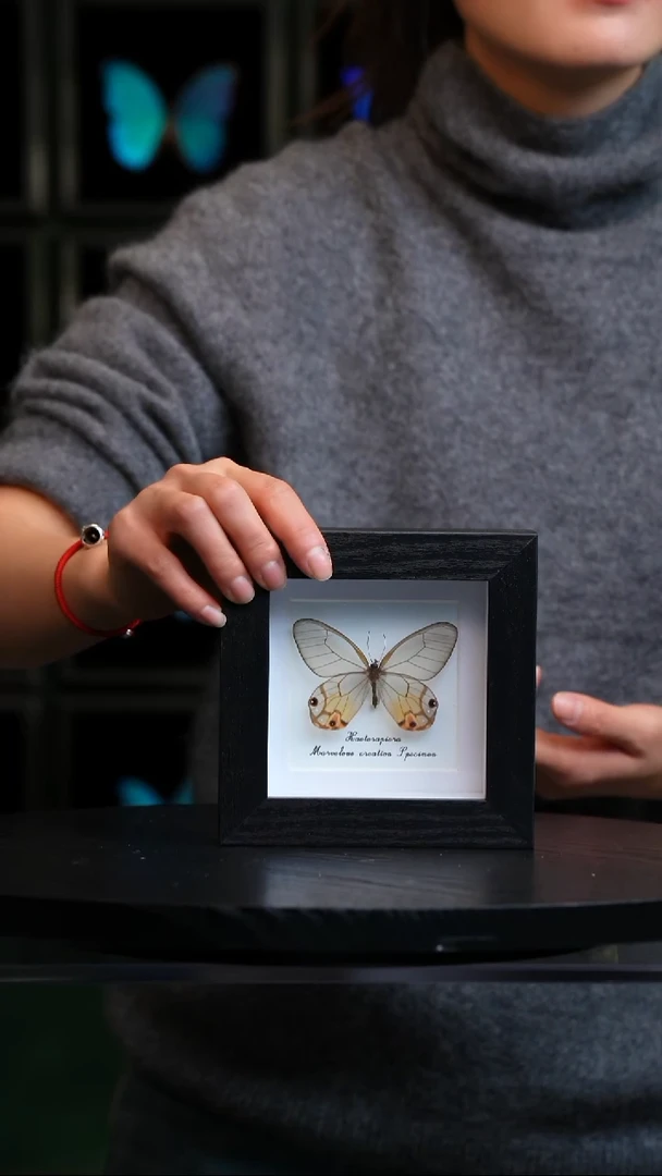 黄晶眼蝶4寸黑色方框