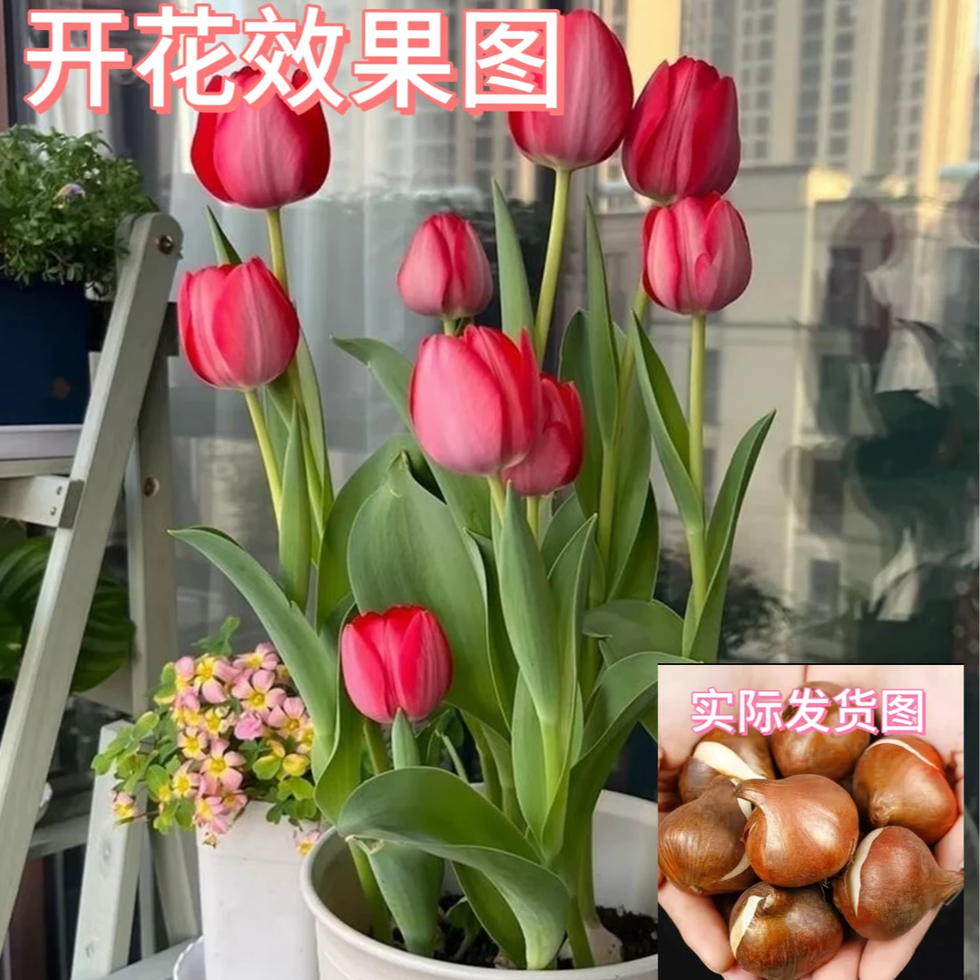 水培郁金香种球花卉种球盆栽成活郁金香种球土培种植开花