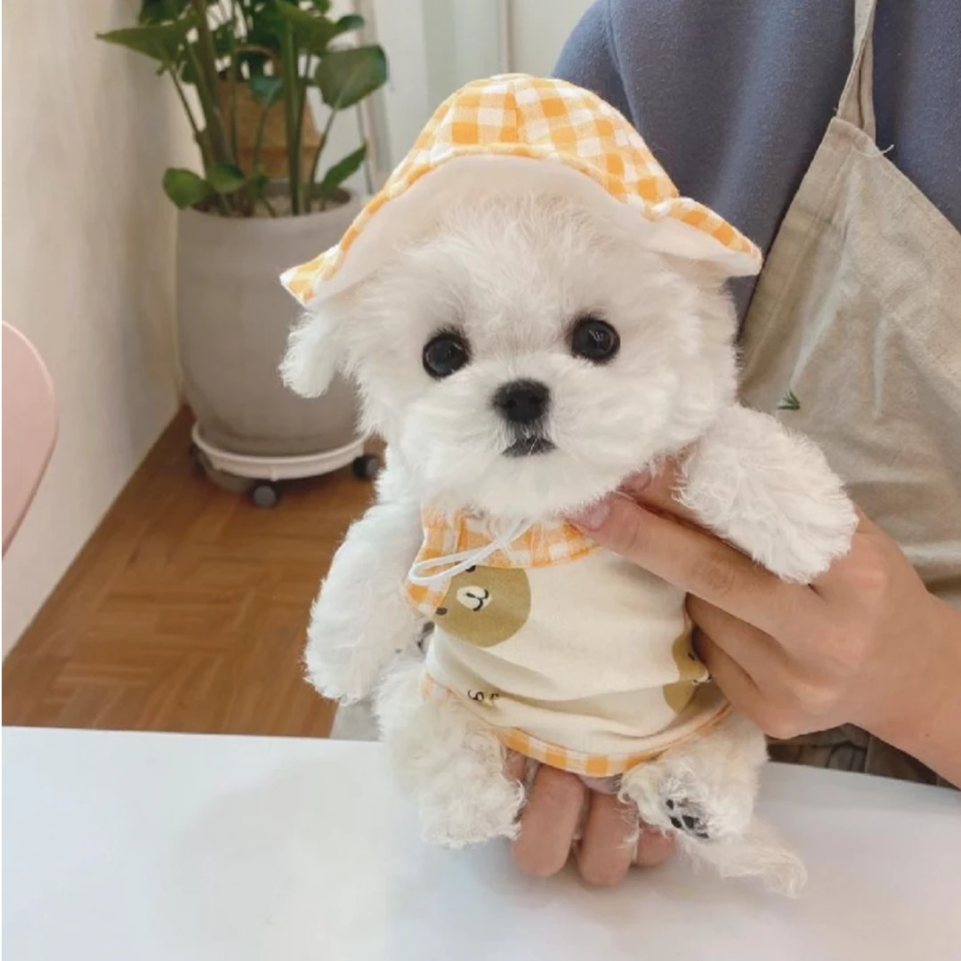 【旅行的小狗】精品活体宠物全品种链接狗狗幼犬