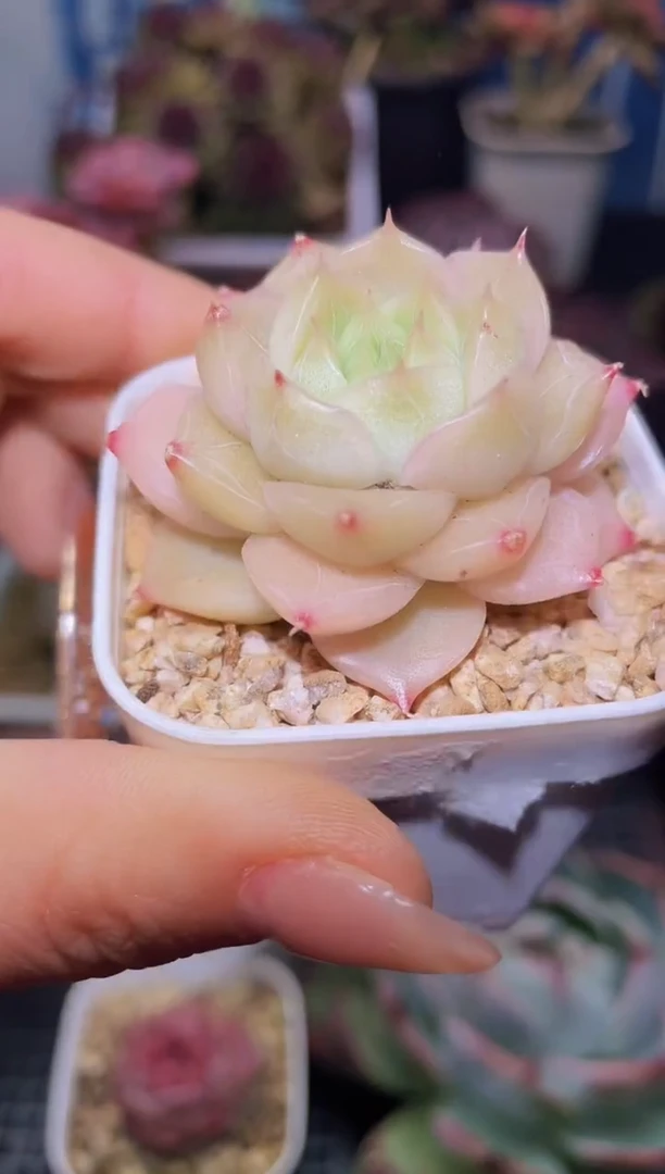 【闪购商品】319玫瑰珍妮