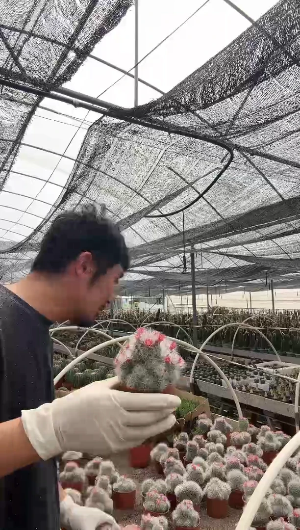 【闪购商品】大猫爪2个