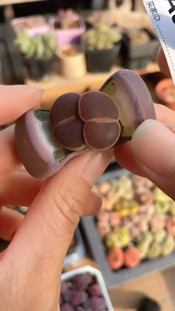 【闪购商品】9568有点高