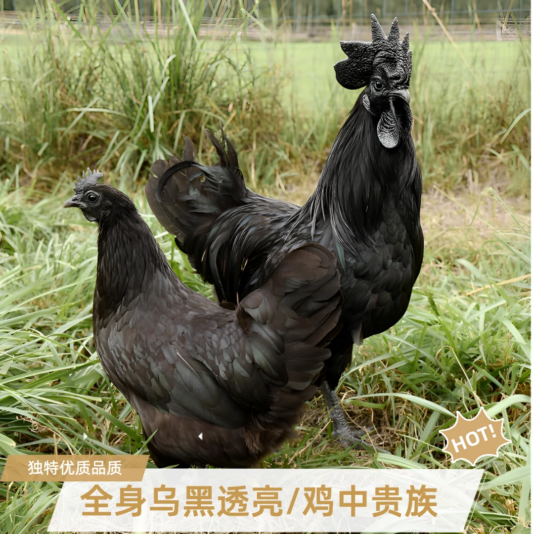 五黑鸡/鸡中贵族果园散养走地鸡新鲜现杀炖汤滋补首选京东乌鸡
