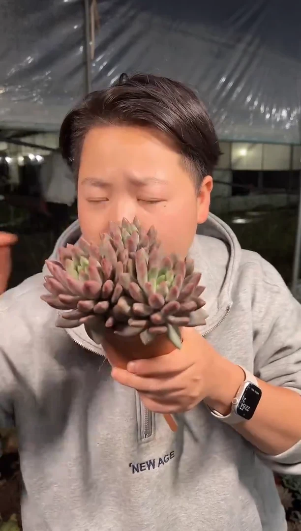 双头起红体虞美人6.99