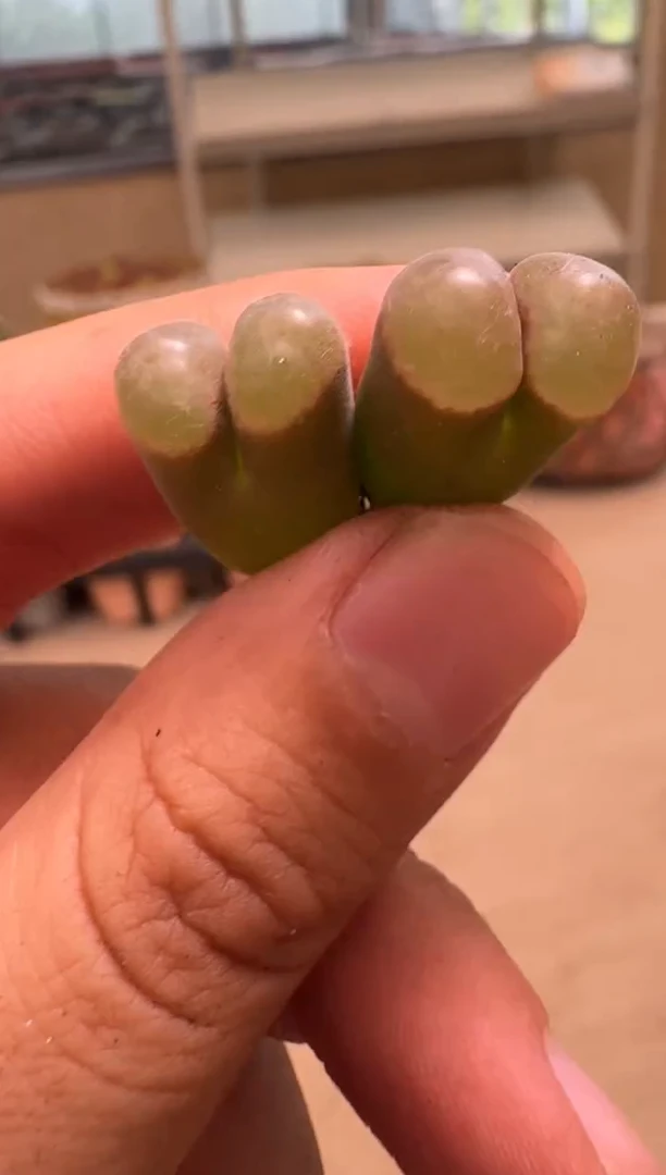 10-132多肉植物肉锥