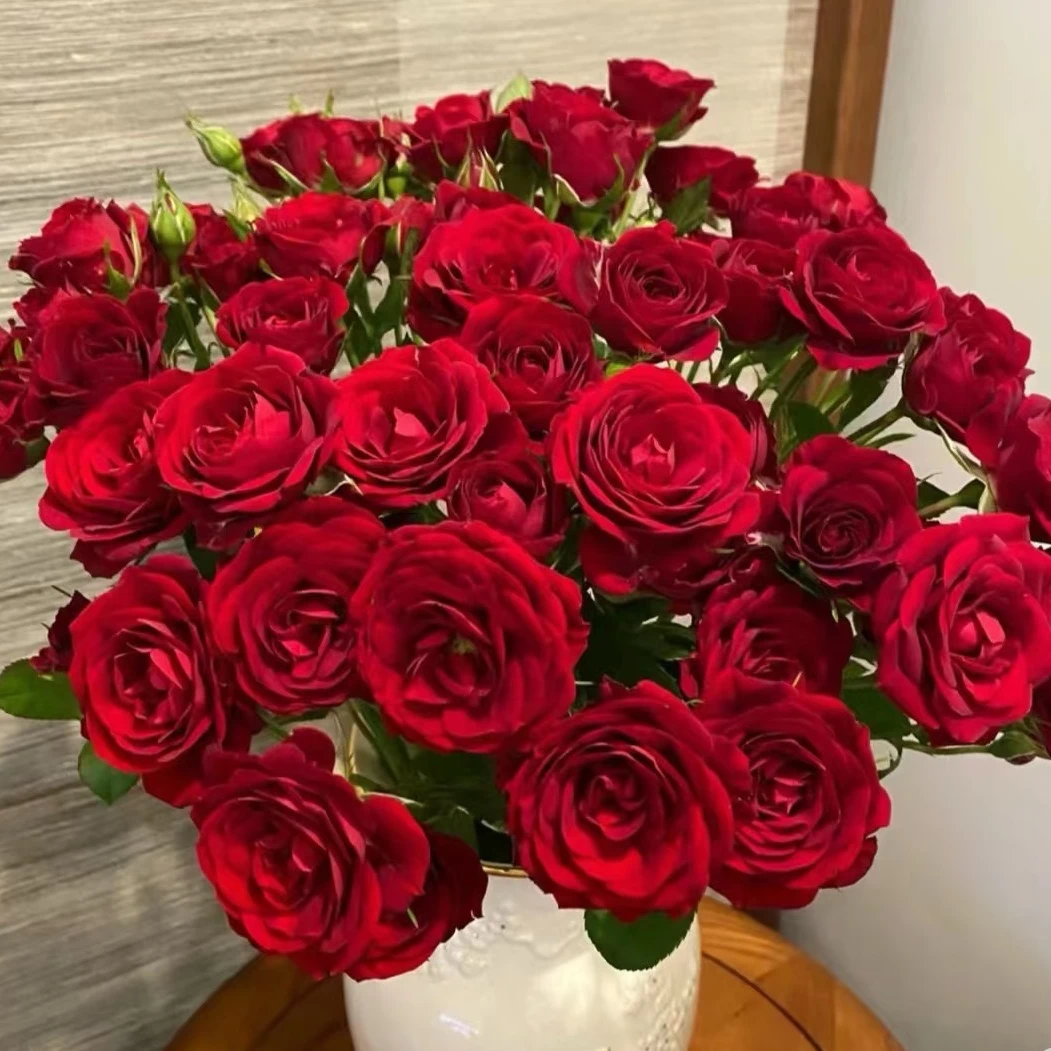 CC【直播播间自选】庭院观赏月季 盆栽 花苗季节开花