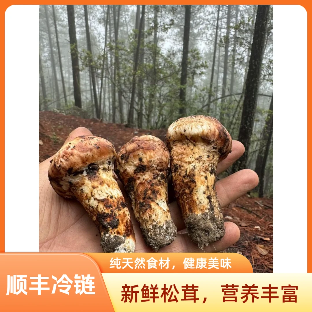 【新采现发】阿坝州高原新鲜松茸菌菇高海拔精选品质野生菌子正宗