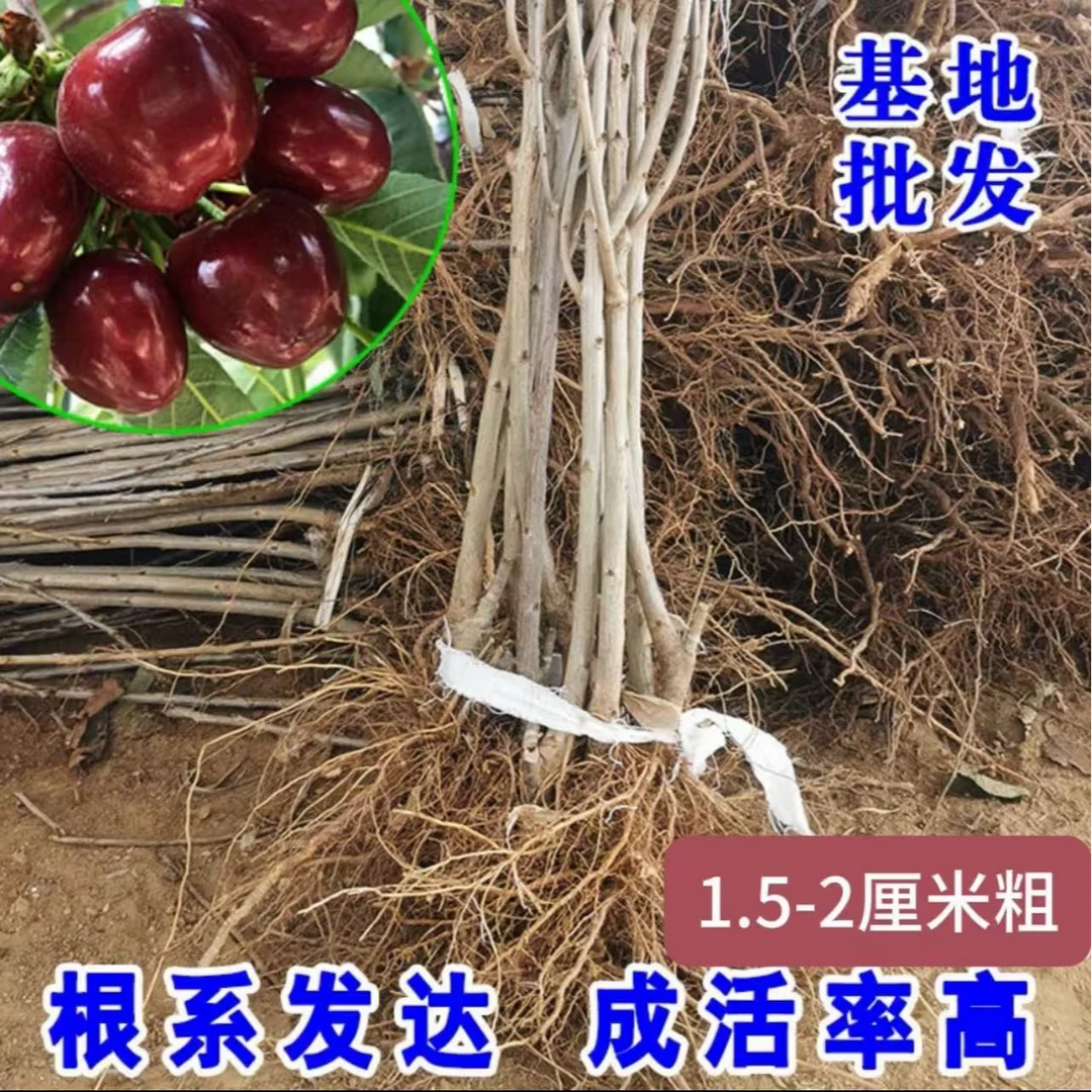 车厘子树苗烟台大樱桃树樱桃苗乔化矮化南方北方种植盆栽地栽均可