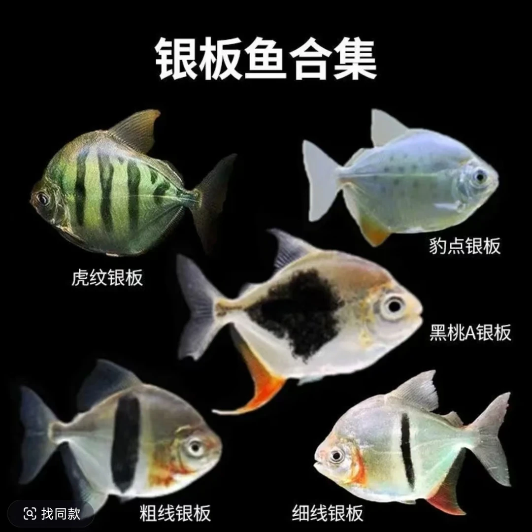 11-12cm黑桃A银板活体观赏鱼直播间拍鱼链接风水鱼绝佳选择