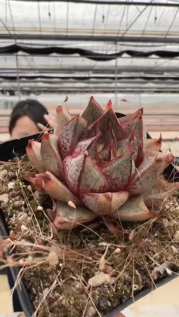 【闪购商品】新款多肉-39（血麒麟）