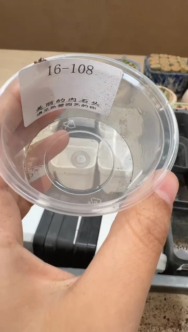 多肉植物肉锥16-108