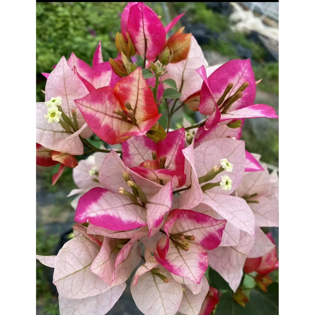 {玛丽达} 嫁接盆苗 爬藤飘枝垂吊