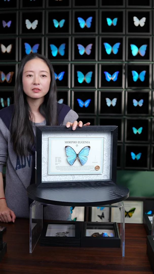 蝴蝶标本摆件竞拍悠哉闪蝶A131