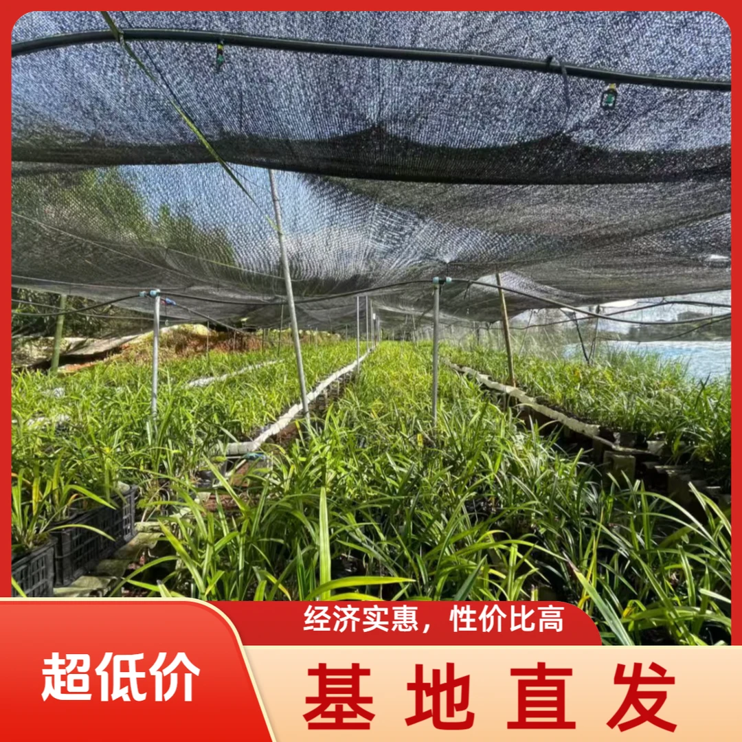 秋榜兰花原产区基地清苗清仓一物一拍