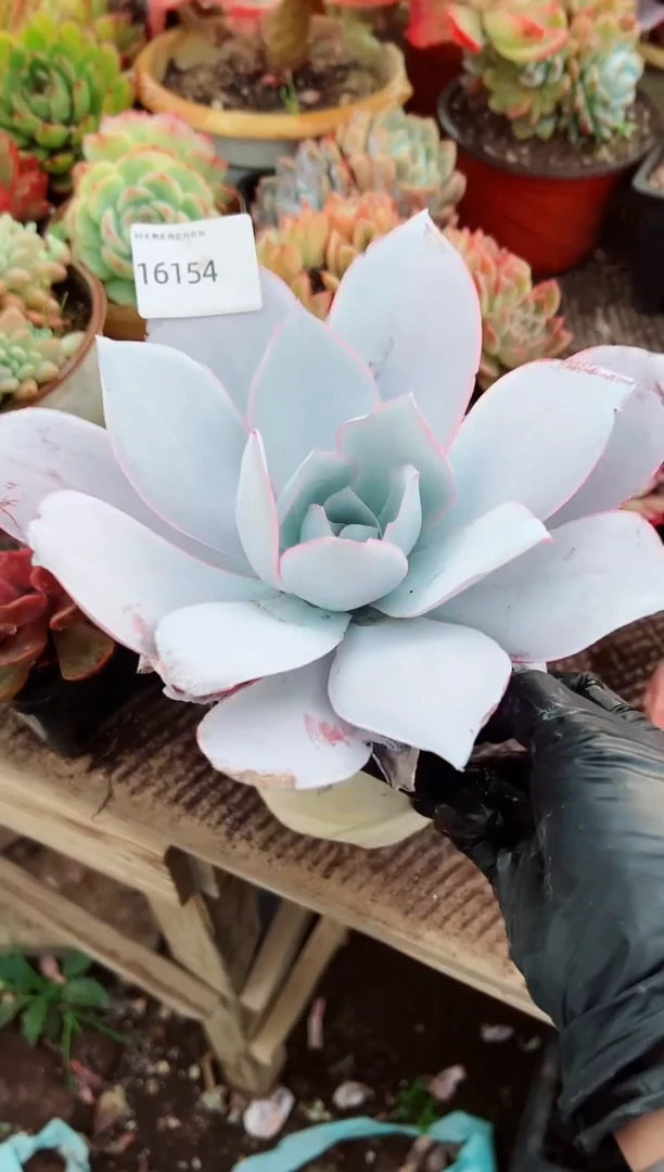 大***?阿迷洲多肉花16154