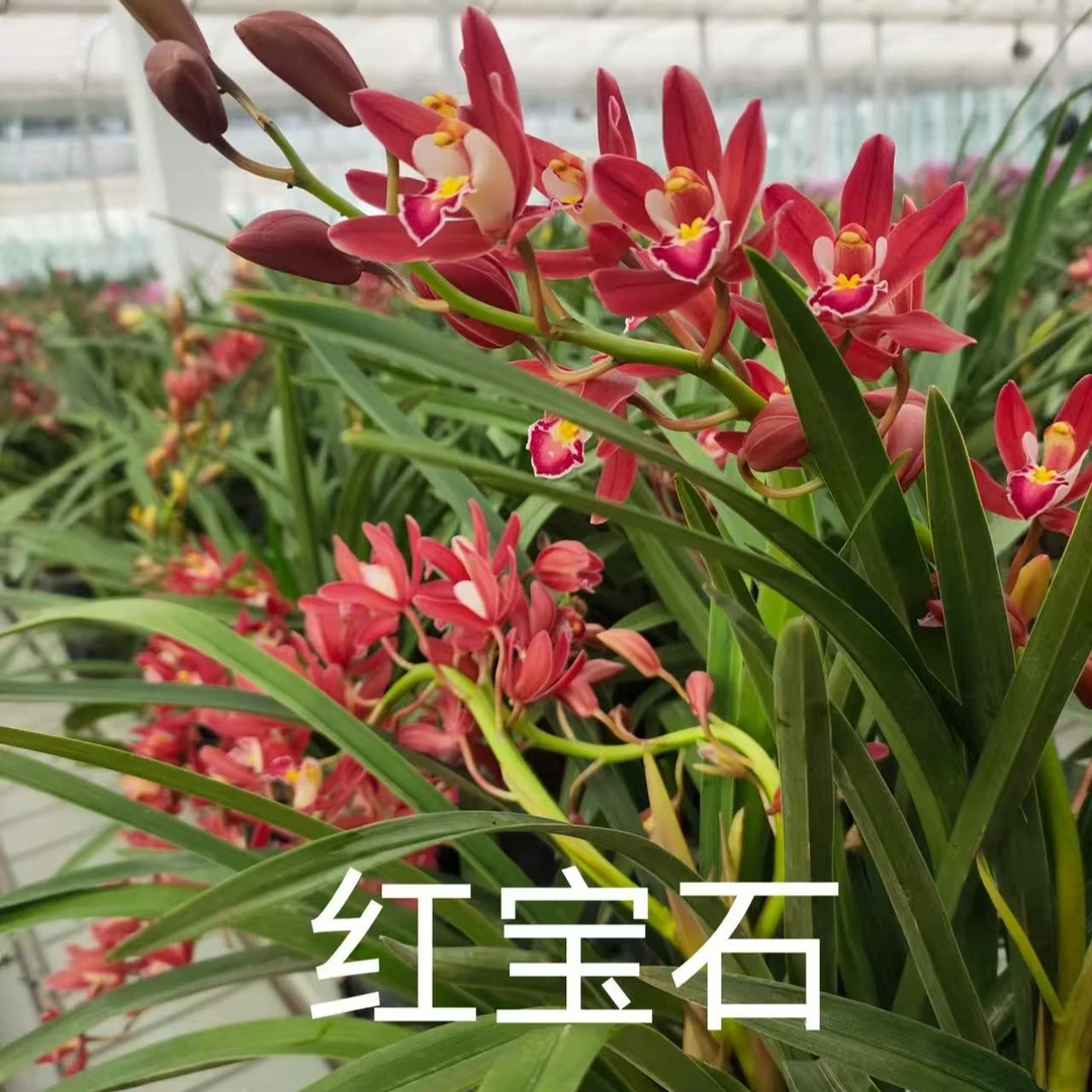 （红宝石）大花蕙兰室内盆栽好养易货带花苞年宵花