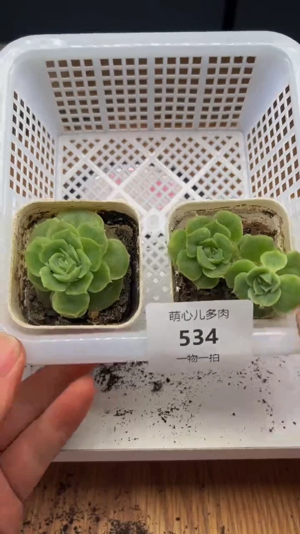534多肉植物多肉植物