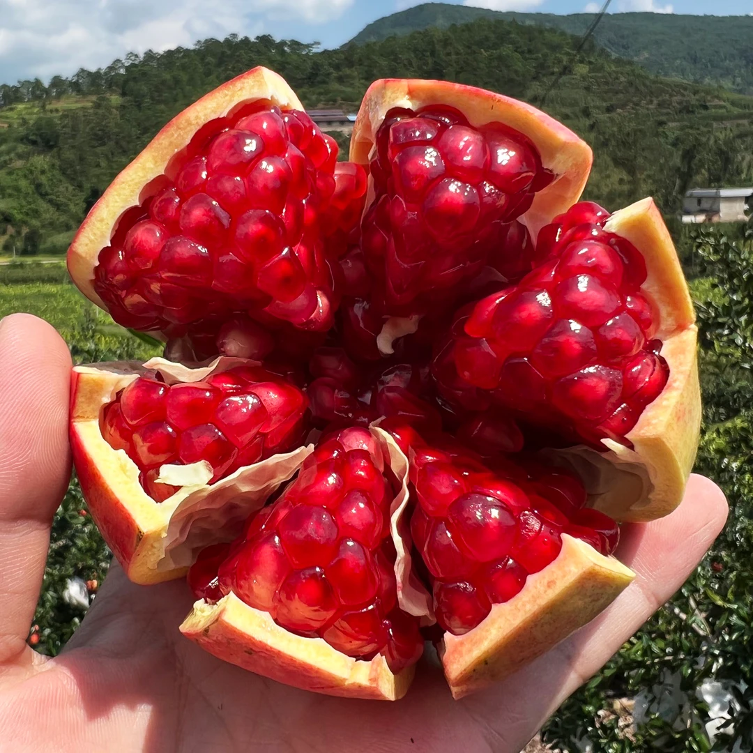 【芒丫丫】四川会理软籽石榴突尼斯甜石榴新鲜水果产地直采