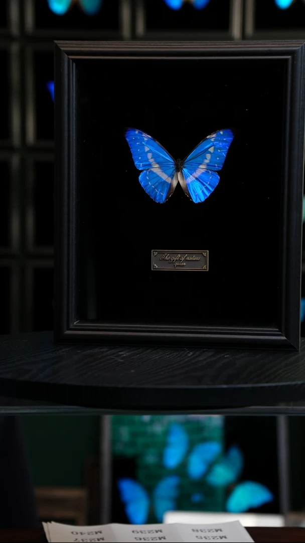 蝴蝶标本摆件竞拍塞浦路斯M218