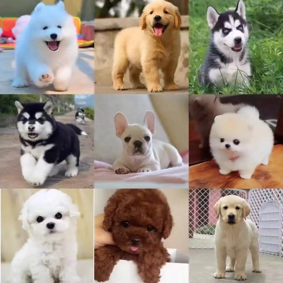 活体狗狗直播间挑选专用链接