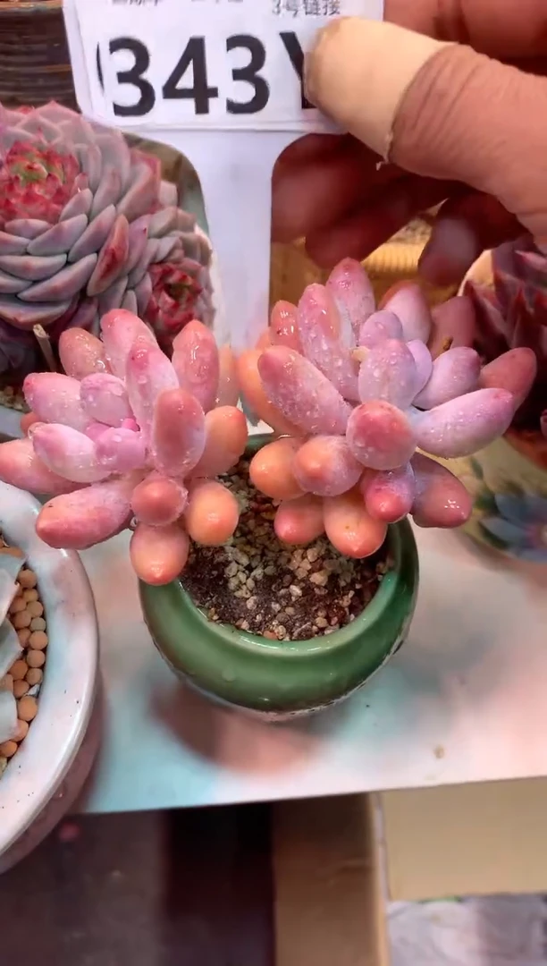 343Y（一物一拍，精品多肉，w所见即所得 ）