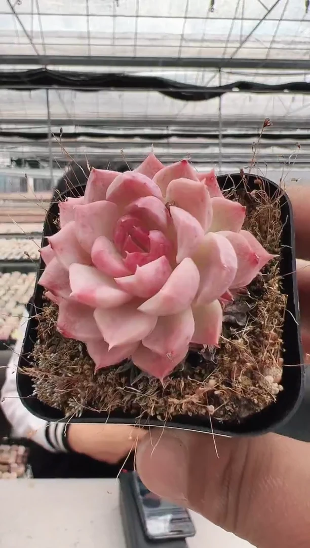 【闪购商品】新款多肉-115