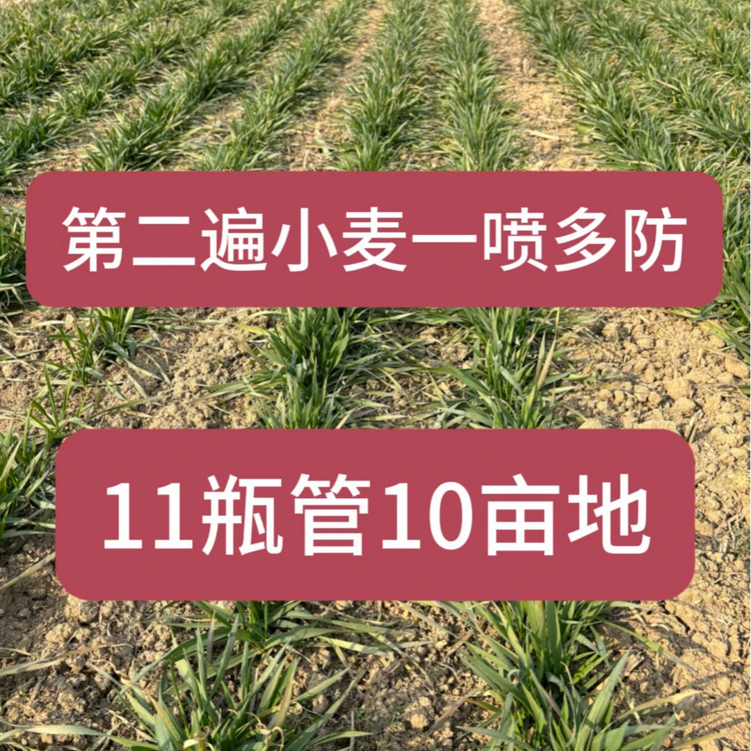 小麦第二遍十亩地营养方案