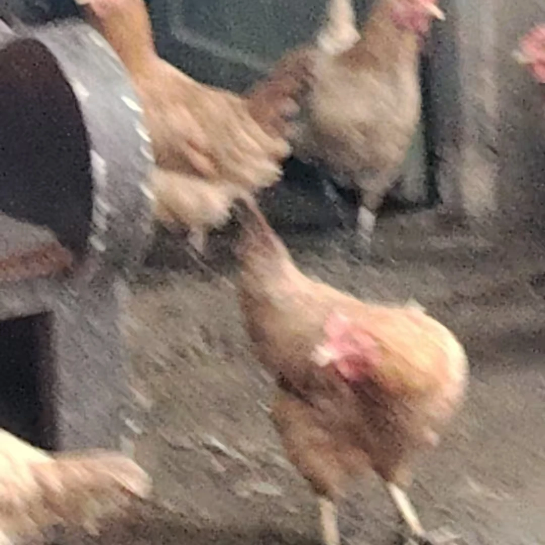 湖南衡阳湘黄鸡农家散养鸡肉类带内脏新鲜美味肉鸡肉鸡架