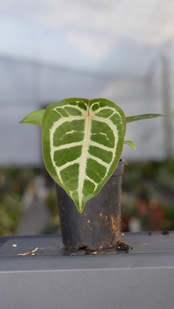 完全开放粉柠檬杂铜锣烧 1号