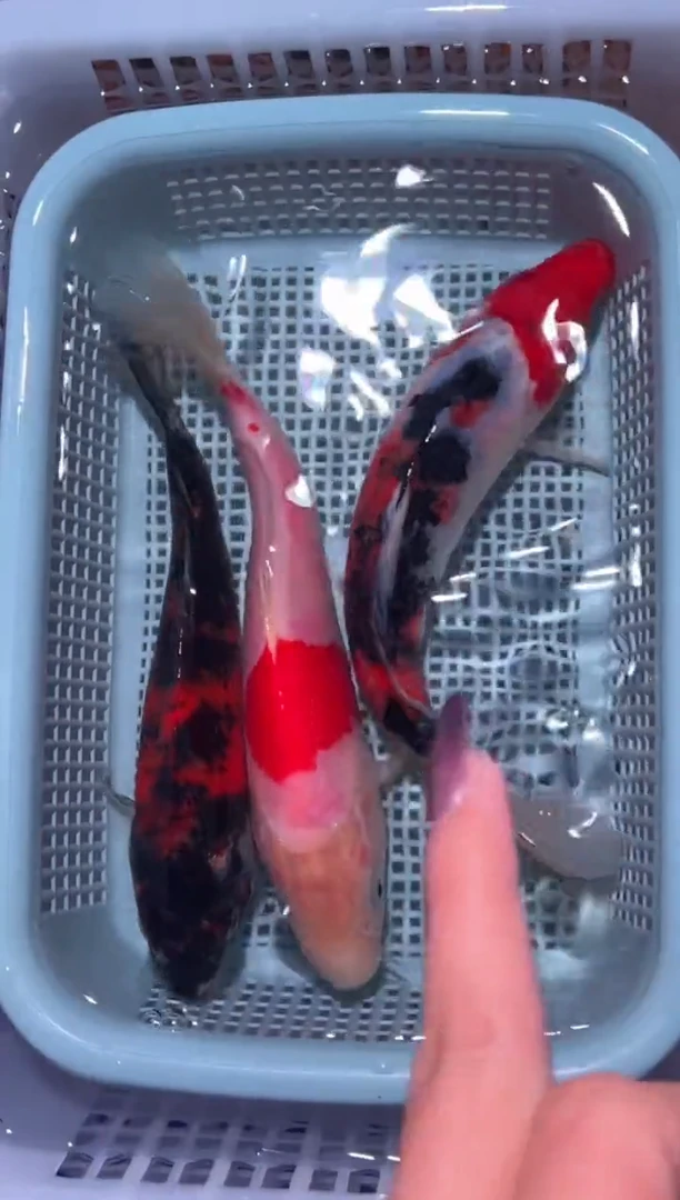 锦鲤15-17厘米3条