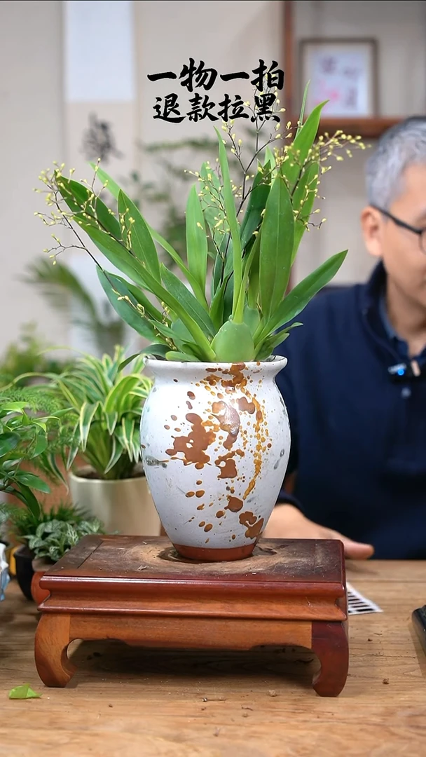 完全开放^***晴文心兰251