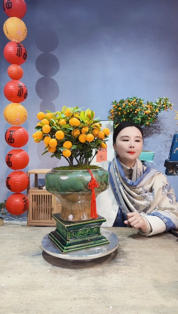 【闪购商品】盆景年桔